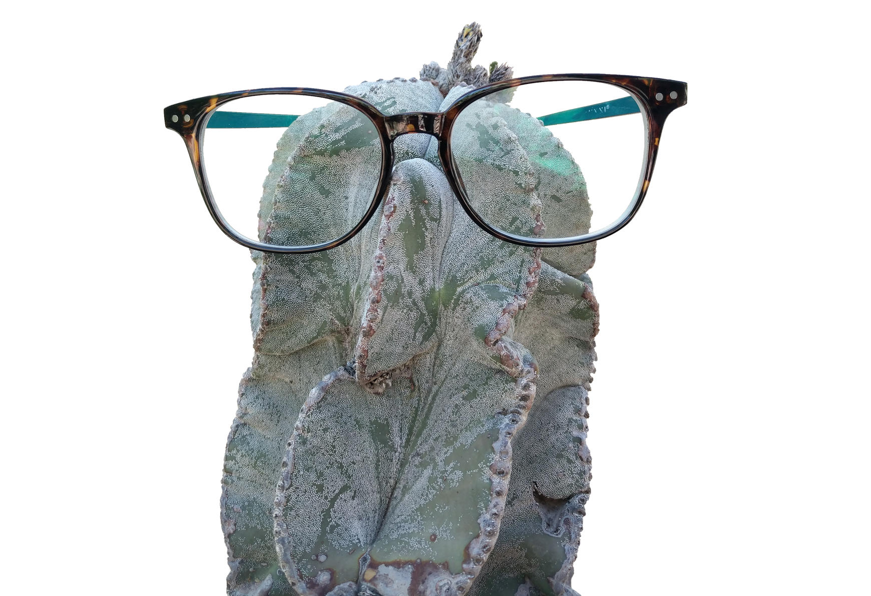 Plant Geek Festival and Sale